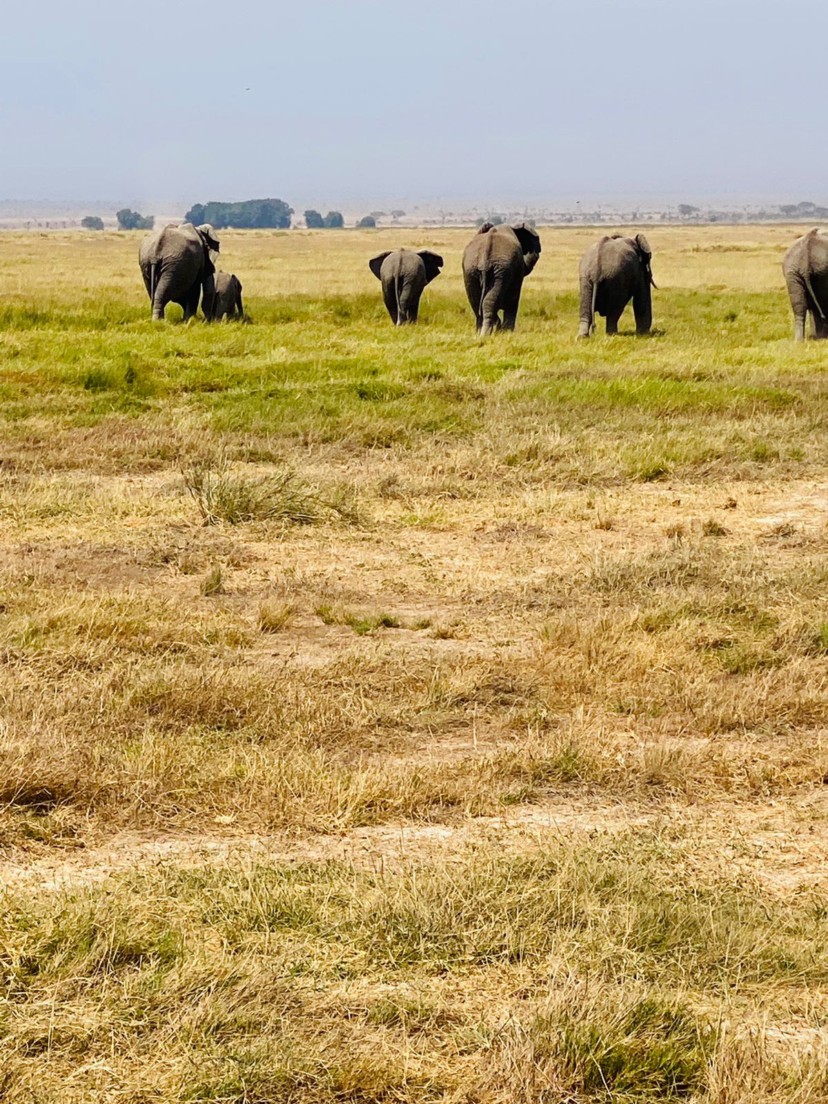 Elephant Family