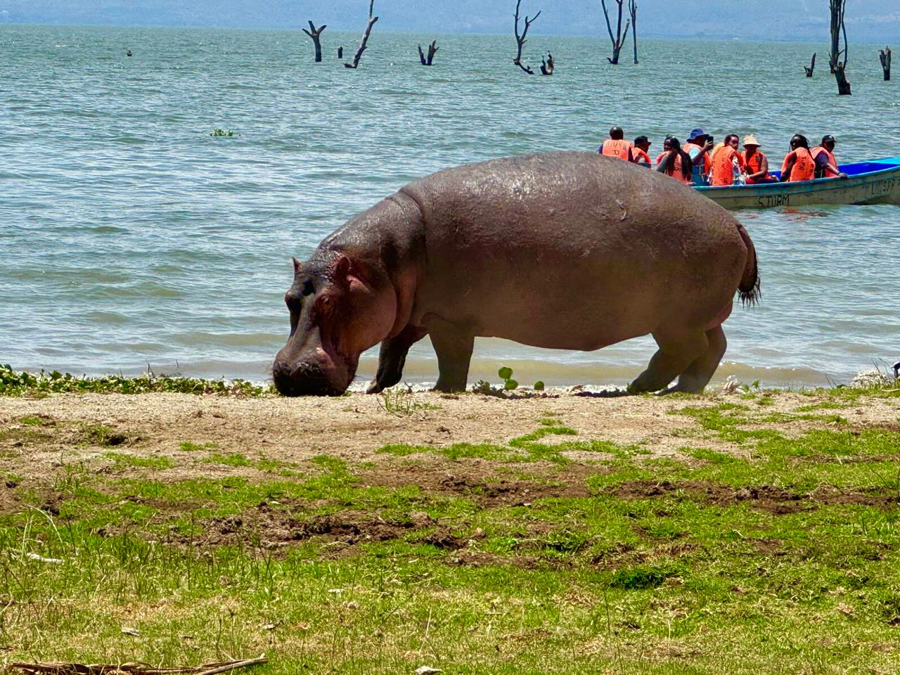 Hippos in Pool
