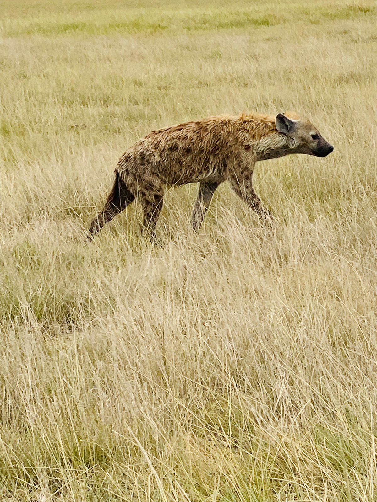 Hyena