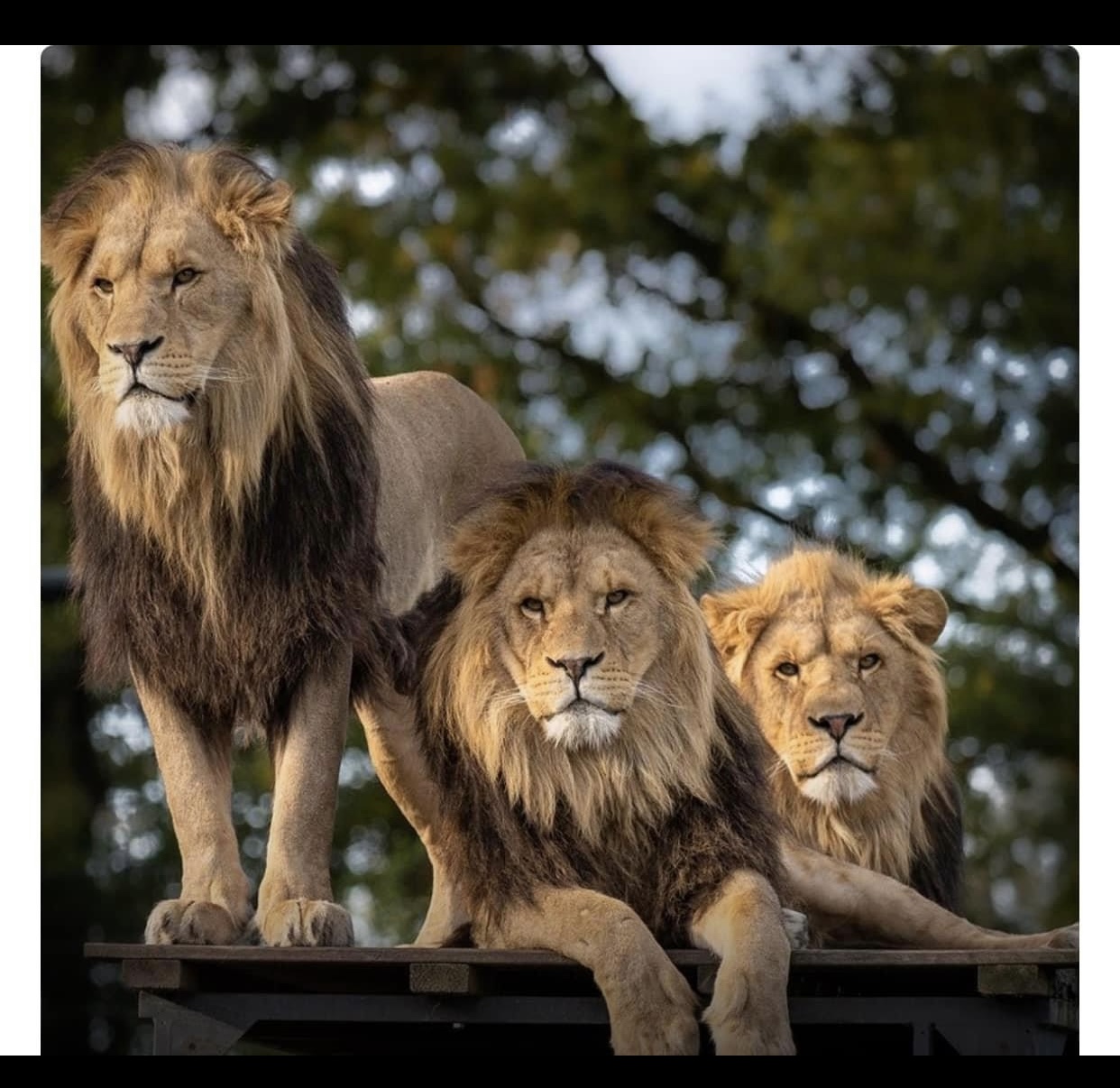 Lions