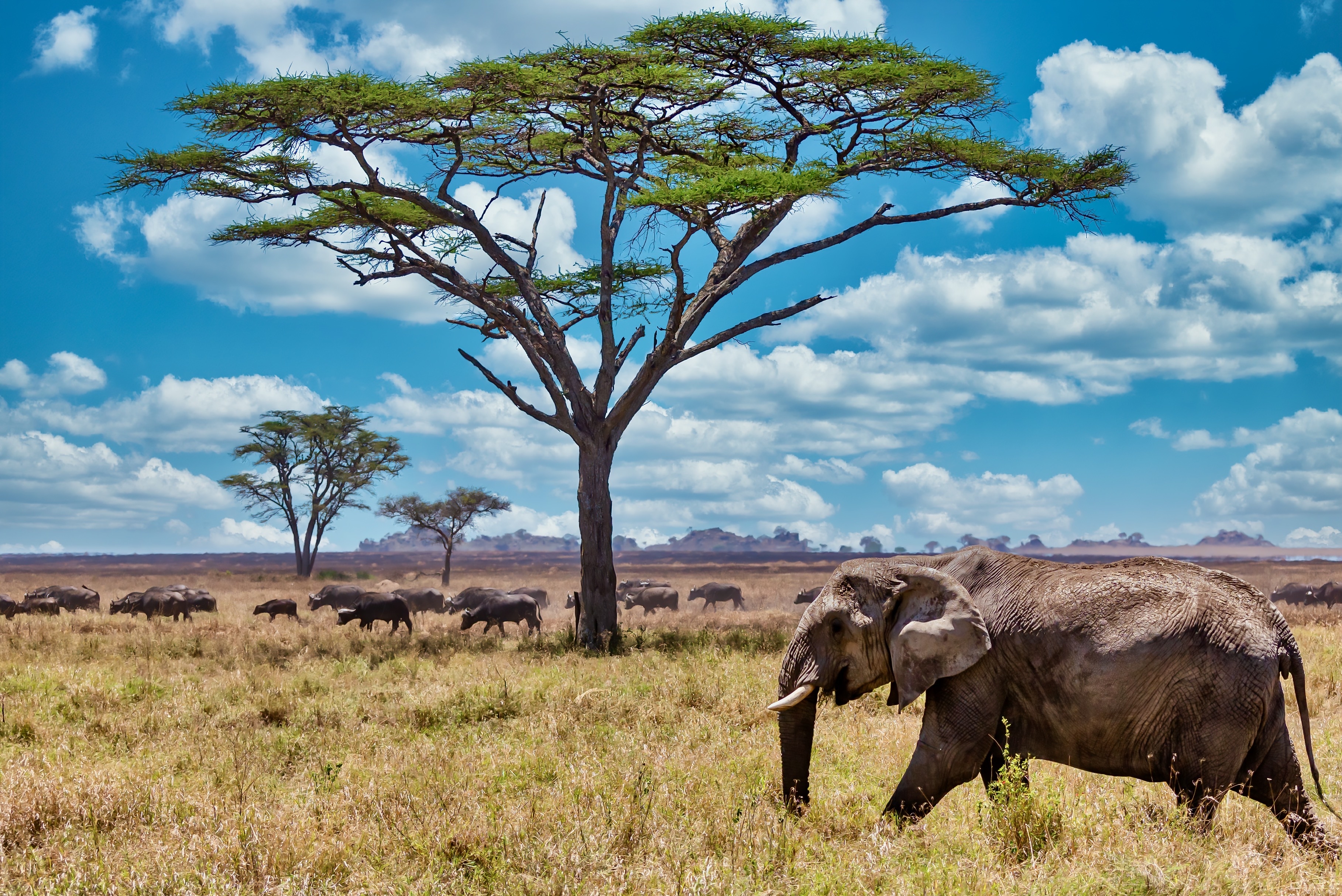 Nairobi National Park