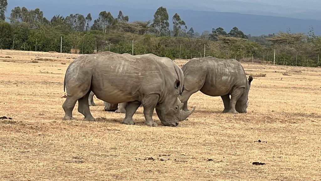 Rhino