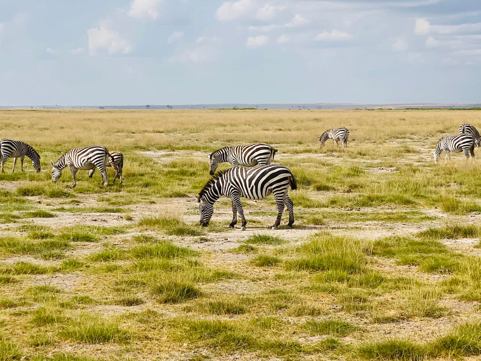 Zebra